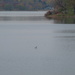 Young Loon  by tosee