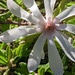 White Magnolia by sandradavies