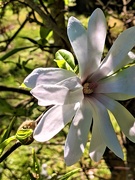 14th Oct 2020 - White magnolia two