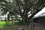 14th Oct 2020 - The Old Fig Tree