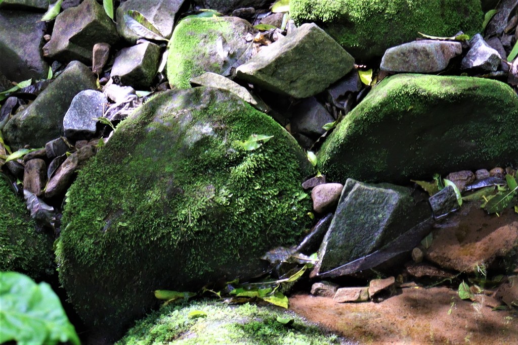 Mossy rocks by sandradavies