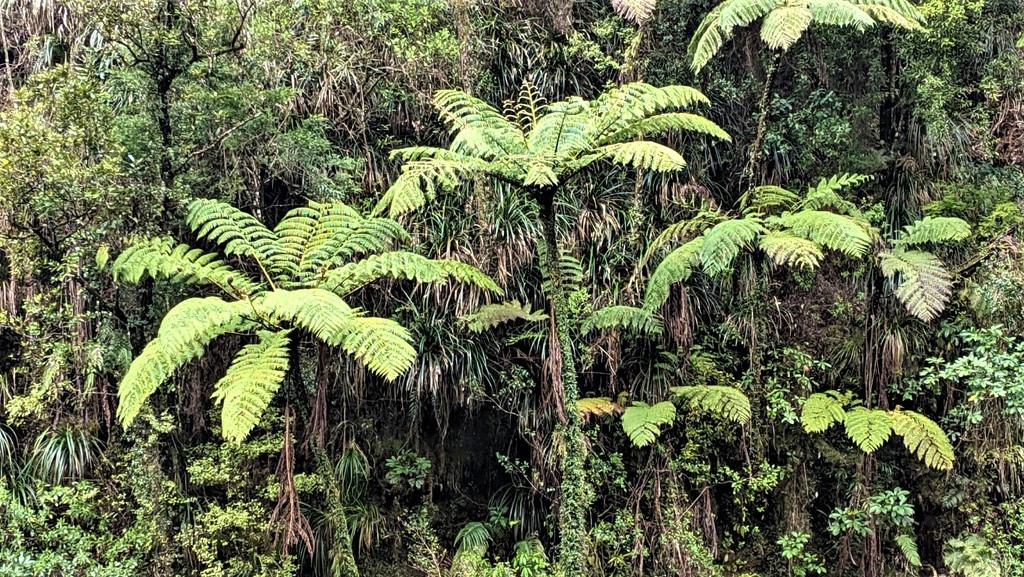 NZ bush by sandradavies