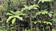 19th Oct 2020 - NZ bush