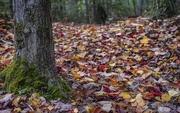 19th Oct 2020 - Autumn Forest Floor