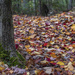 Autumn Forest Floor by taffy