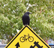 16th Oct 2020 - Crow On A Sign