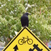 Crow On A Sign by stephomy