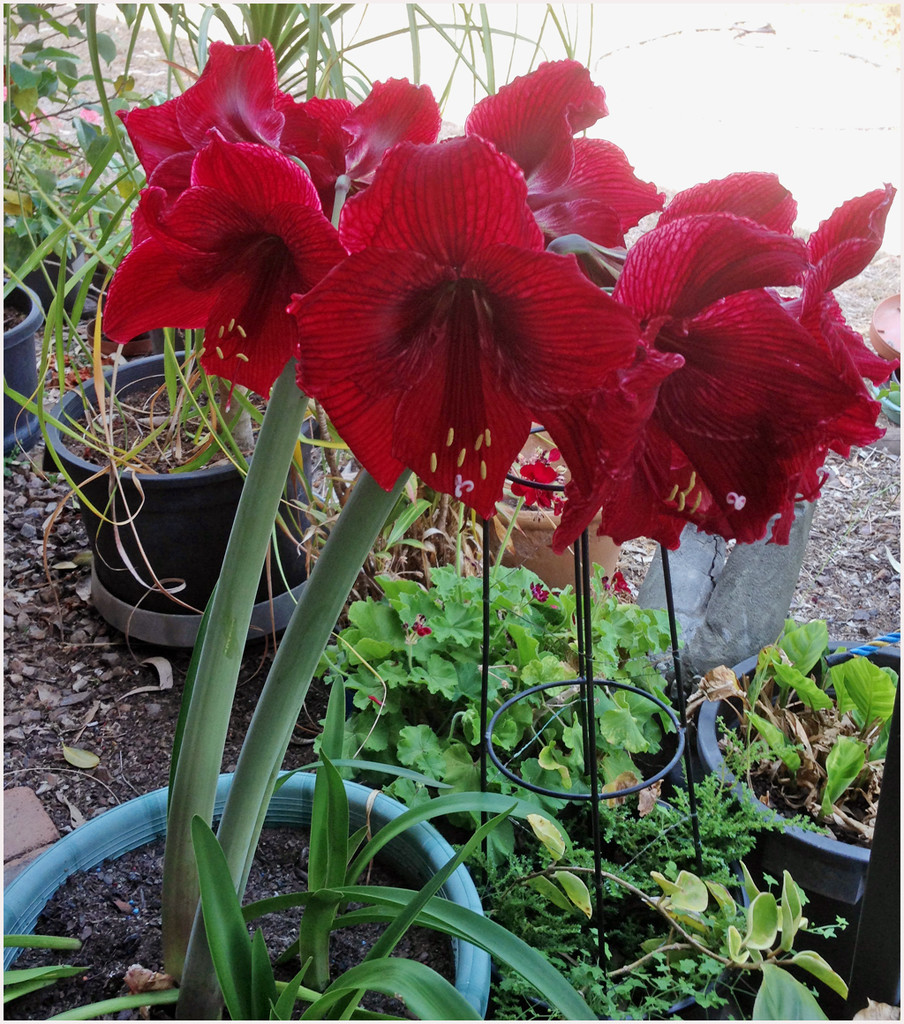 October Lily - Hippeastrum flowers by kerenmcsweeney