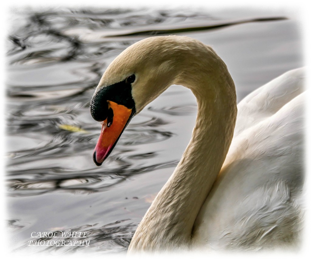 Swan Beauty by carolmw