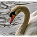 Swan Beauty by carolmw