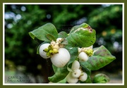 20th Oct 2020 - Snowberries