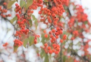 18th Oct 2020 - Berry Tree