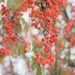 Berry Tree by lynnz