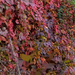 Fall Vines by fotoblah