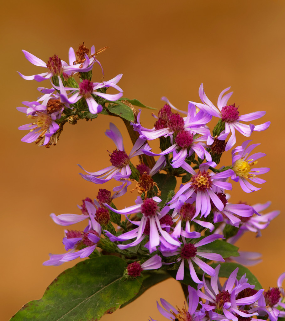 Drummond's asters by rminer