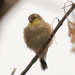 American Coldfinch by rminer