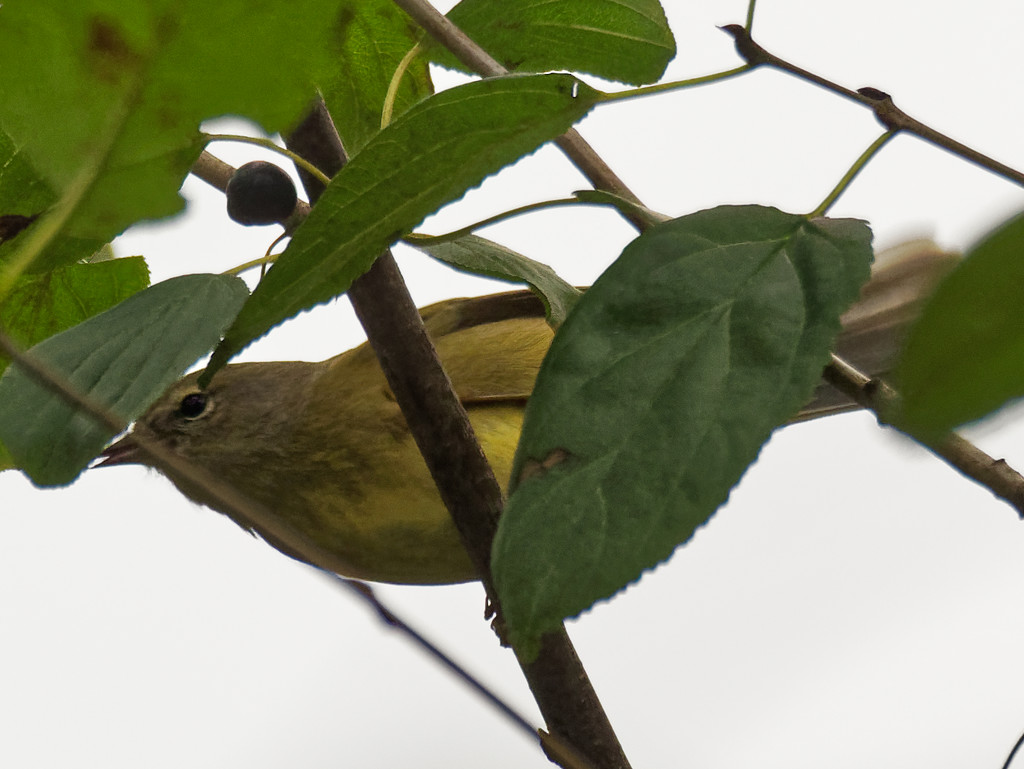 Orange-crowned Warbler by rminer