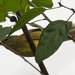Orange-crowned Warbler by rminer