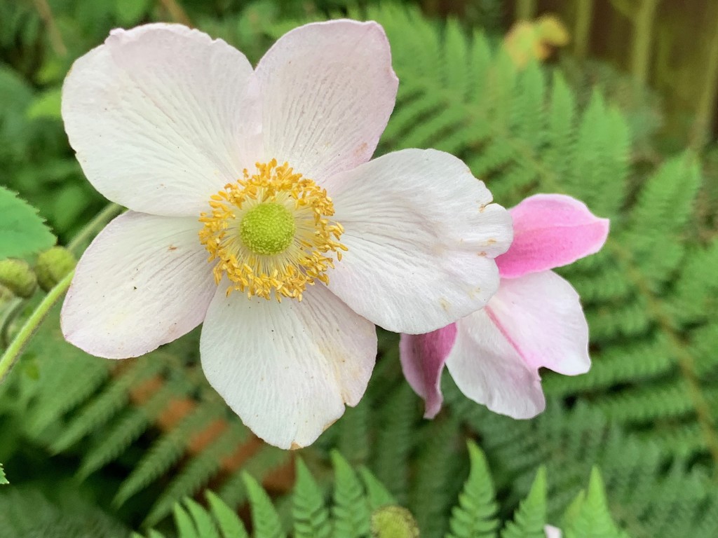 Japanese Anemone by 365projectmaxine