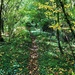  A Leafy Path by susiemc