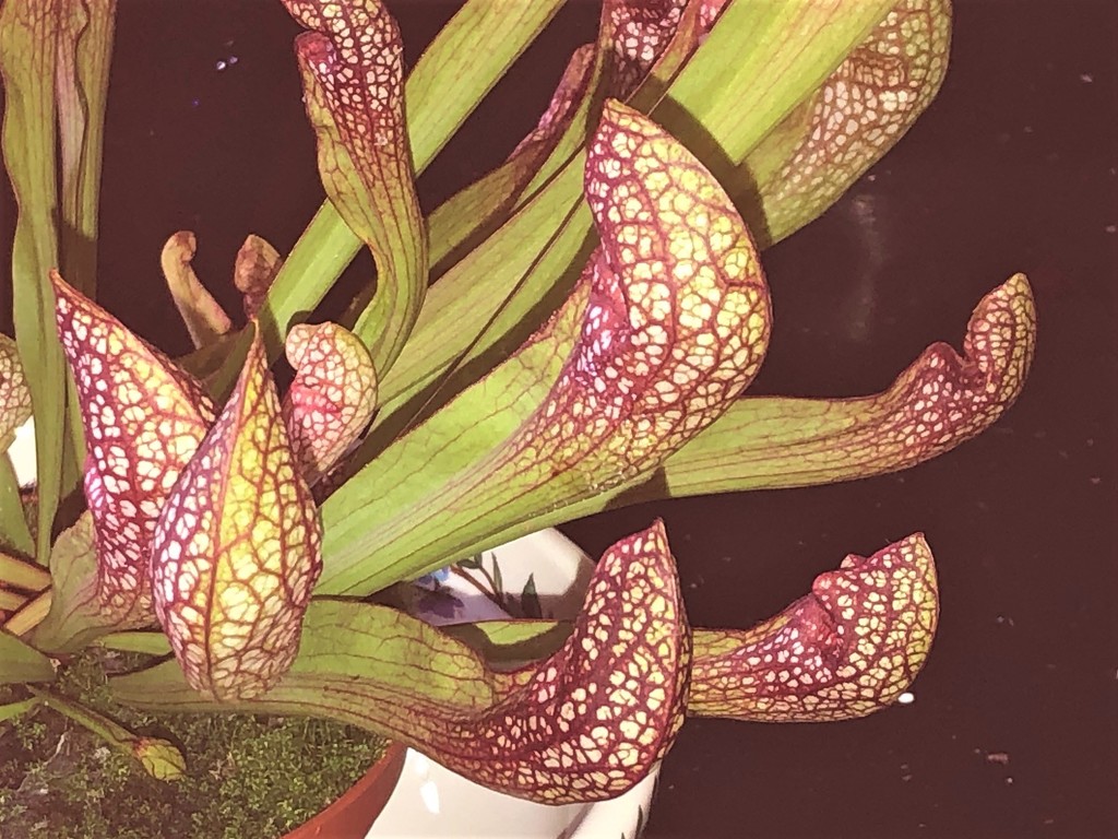  Pitcher Plant  by susiemc