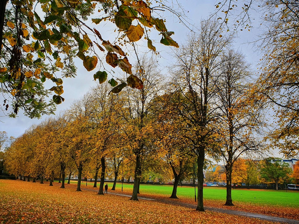 Autumn trees by isaacsnek