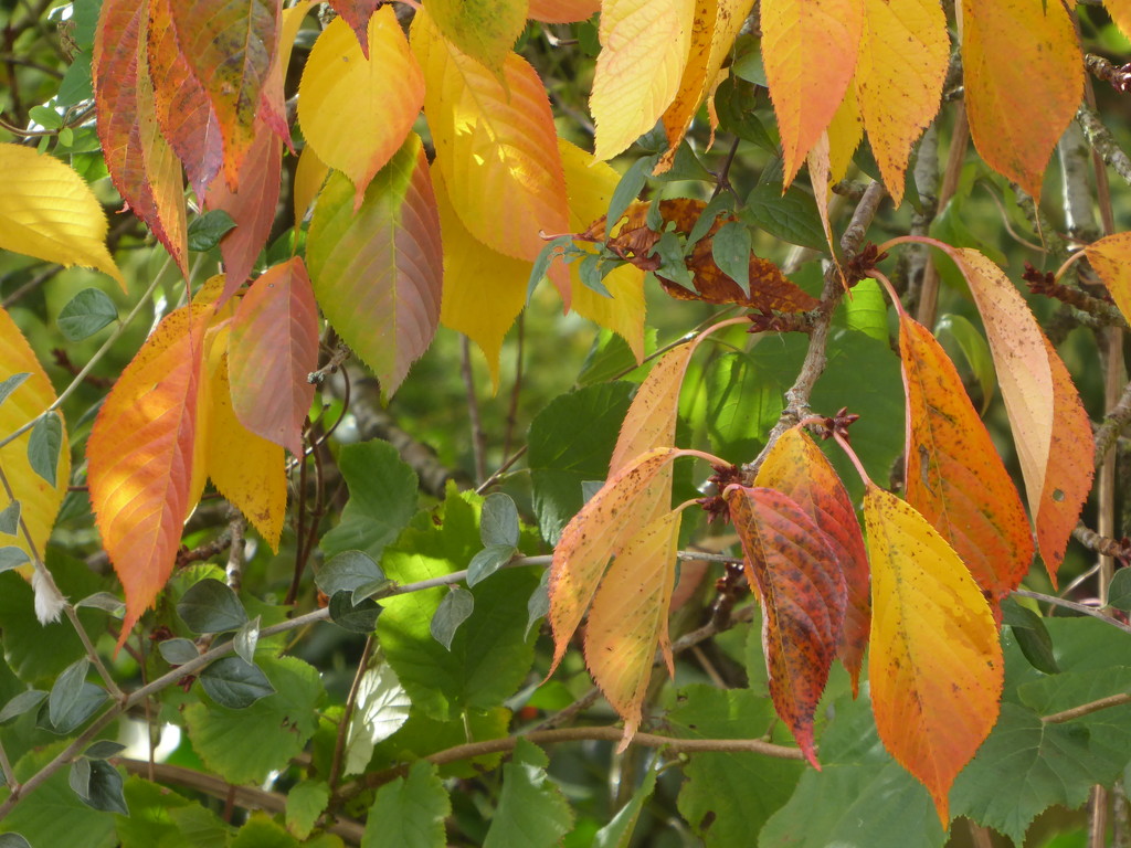 Cherry leaves in Autumn colours by snowy