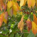 Cherry leaves in Autumn colours by snowy