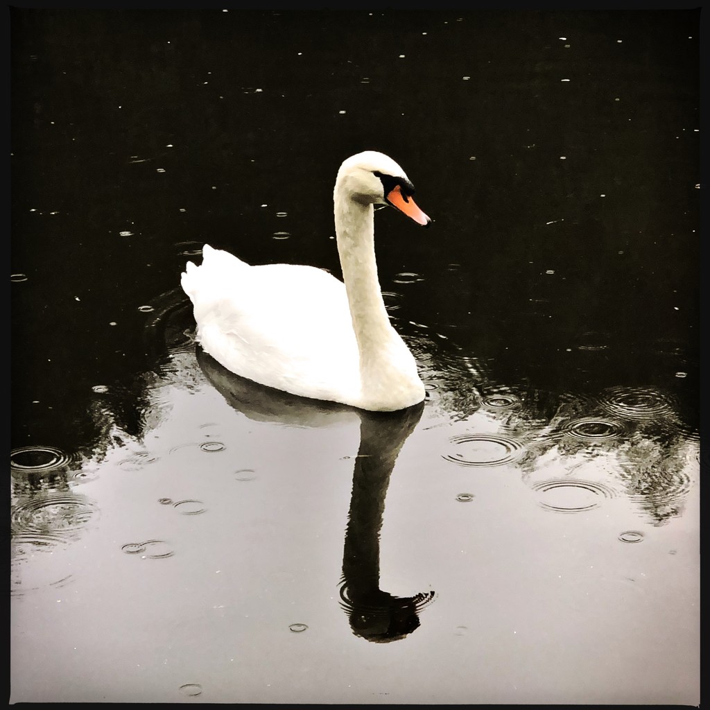 Swan by mastermek