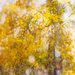 autumn gold by pistache