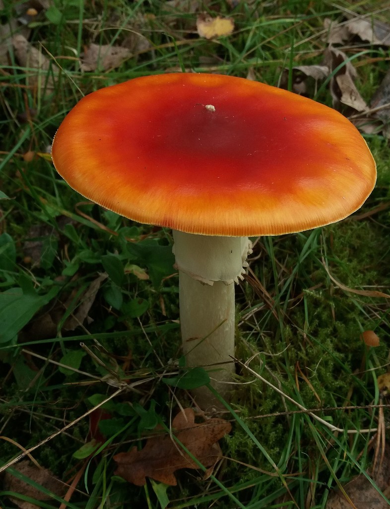 Autumn colours: Ms. Mushroom. by kclaire