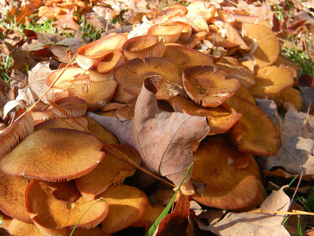 Leaves and Mushrooms by sfeldphotos