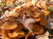 20th Oct 2020 - Leaves and Mushrooms