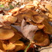 Leaves and Mushrooms by sfeldphotos
