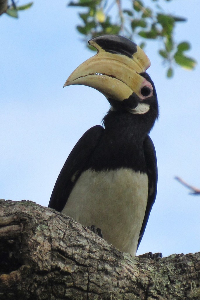 Hornbill. Sri Lanka National Park.  by johnfalconer