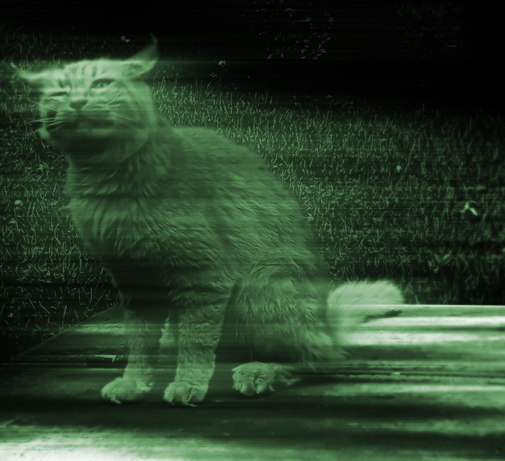 Feline Fright by linnypinny