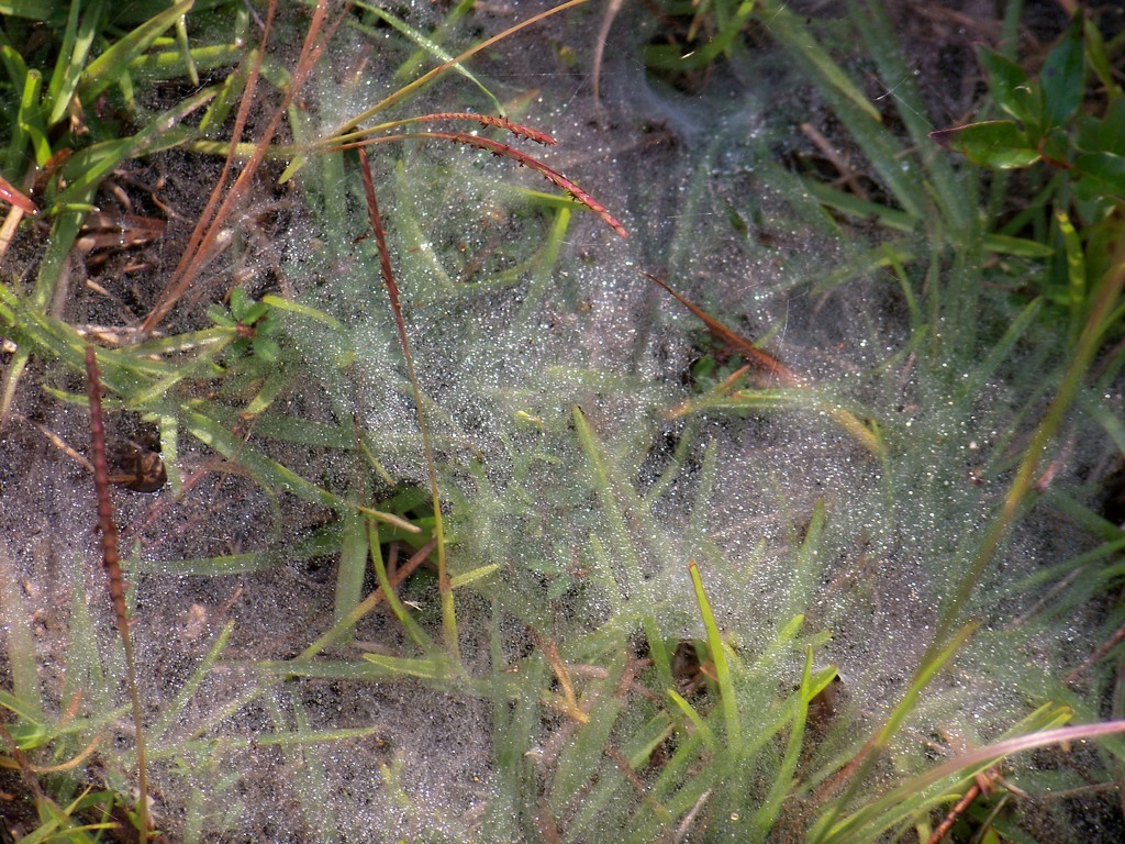 Ground web with morning dew 2... by marlboromaam
