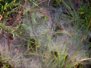 21st Oct 2020 - Ground web with morning dew 2...