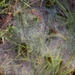 Ground web with morning dew 2... by marlboromaam