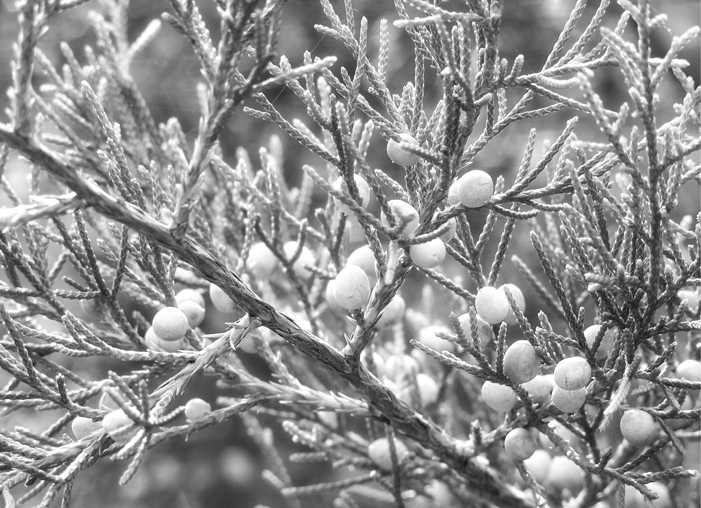 Cedar berries... by marlboromaam
