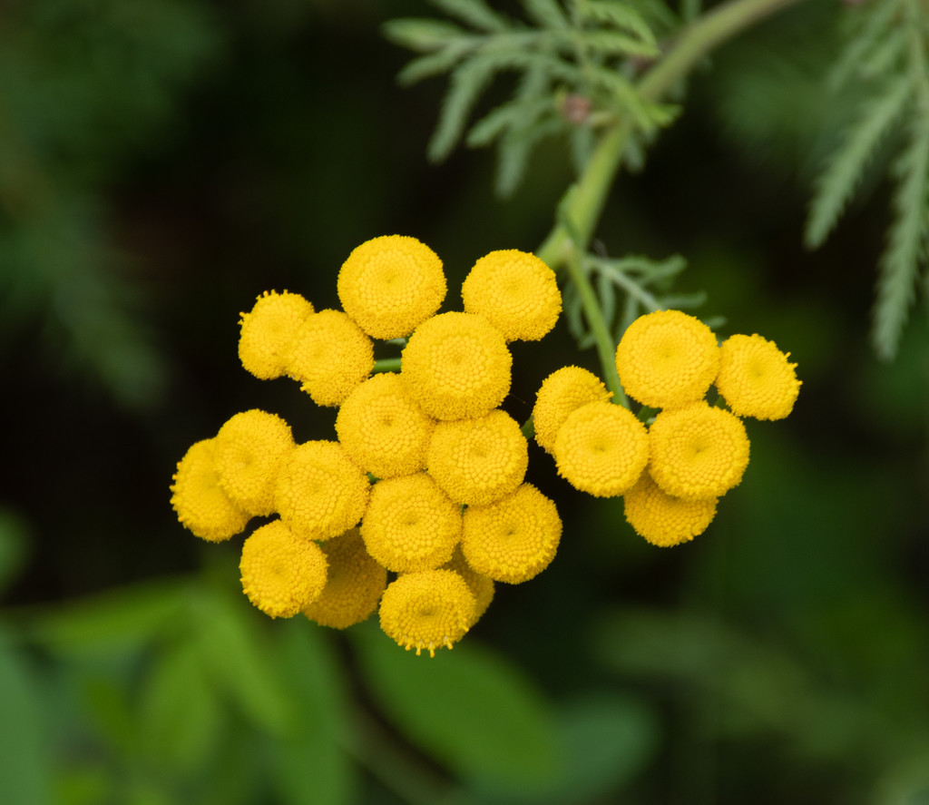 common tansy by susanharvey