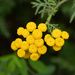 common tansy by susanharvey