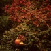 Pumpkin Time  by mzzhope