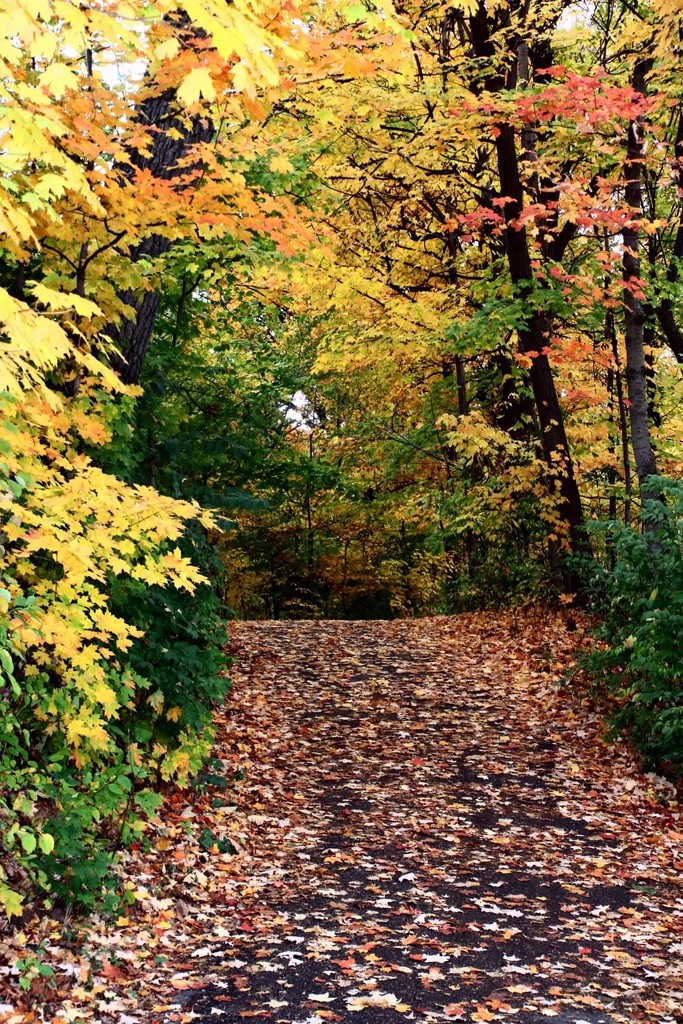 Fall Walk by randy23