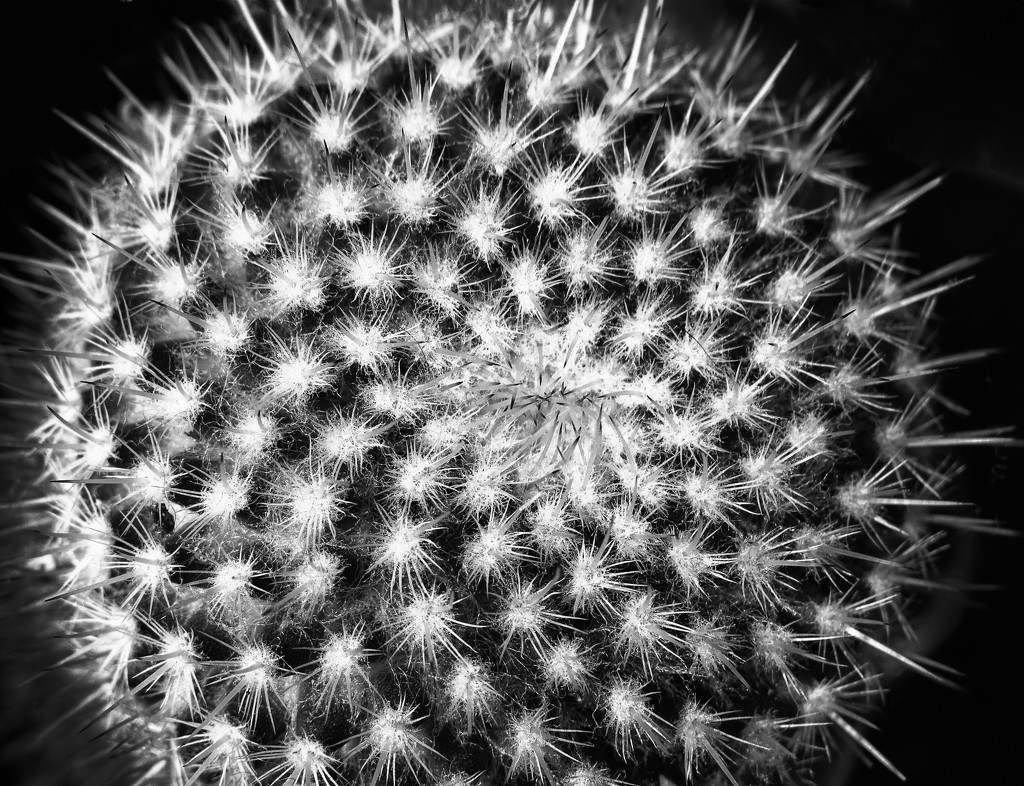 cactus by kali66