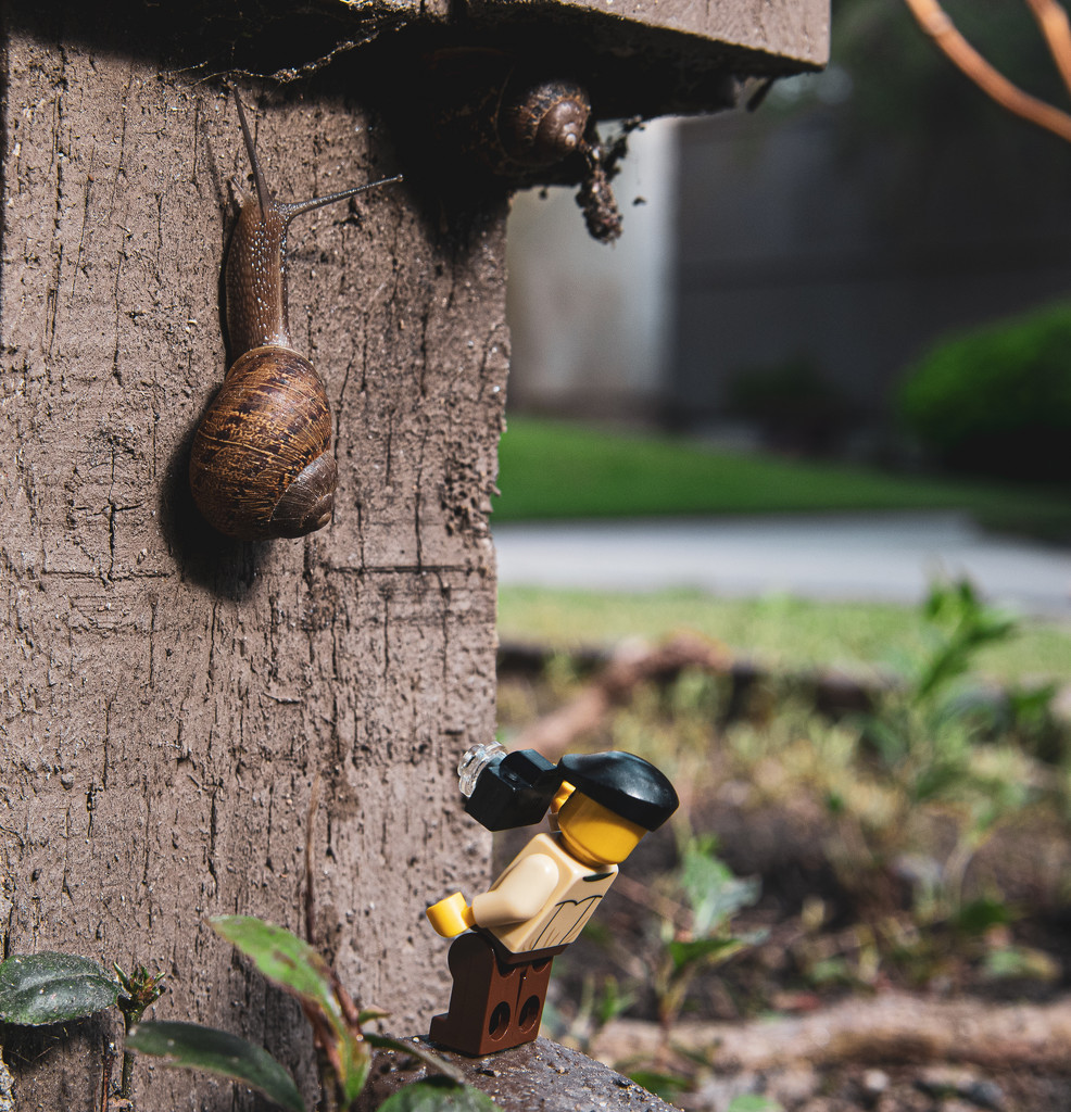 (Day 250) - Snail's Pace by cjphoto