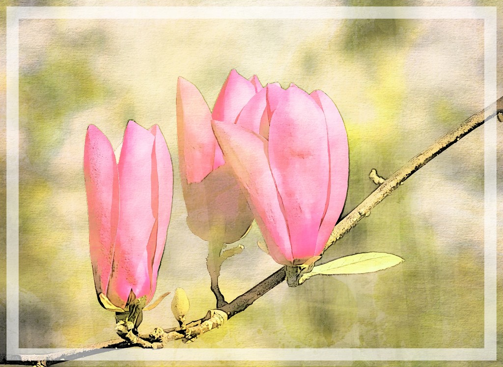 Magnolias in watercolour by ludwigsdiana
