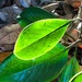 Illuminated leaf by congaree