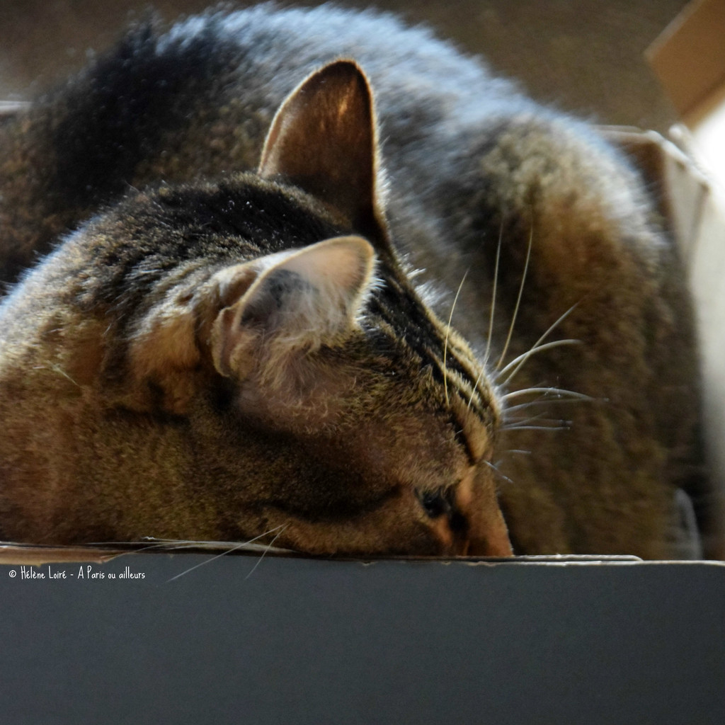 nap in the box by parisouailleurs