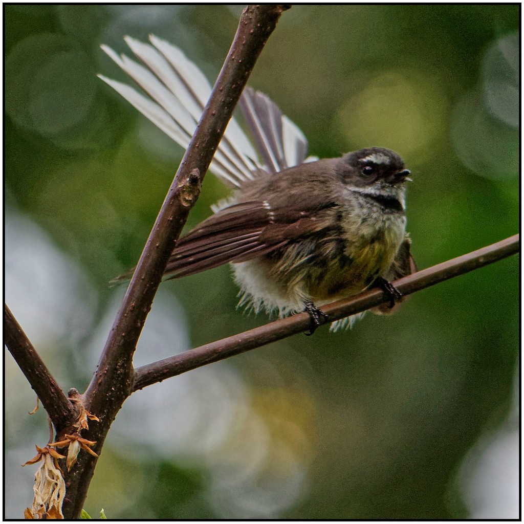 Fluffy Fantail by nzkites